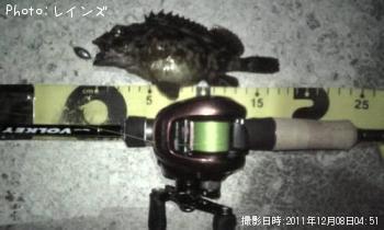 カサゴ