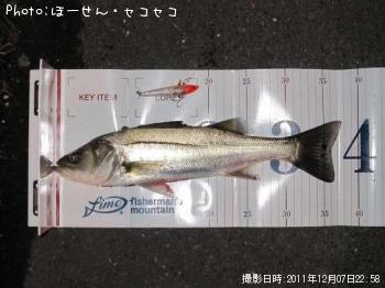 シーバス