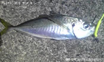 アジ