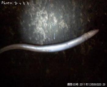 ハモ