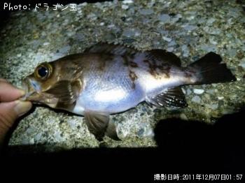 メバル