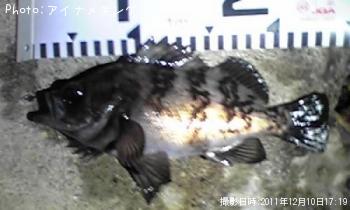 メバル君