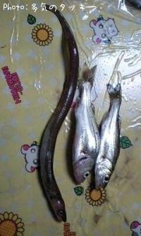 ʥ