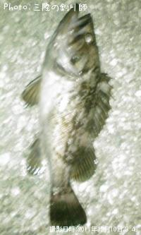 クロソイ