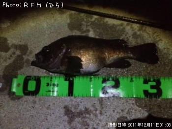 メバル