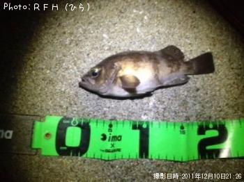 メバル