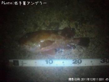 カサゴ