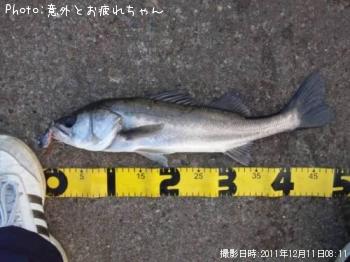 シーバス