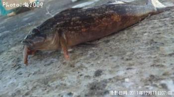 アイナメ