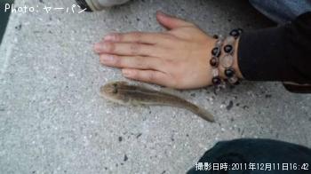 ハゼ