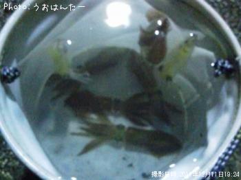 ヒイカ