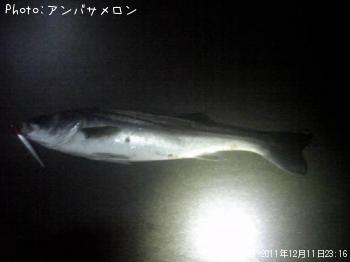 シーバス