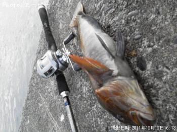 アイナメ