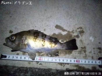 メバル