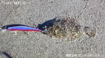 ヒラメ？