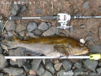 アイナメ