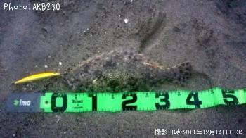 ヒラメ