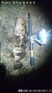 タケノコメバル