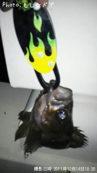 メバル