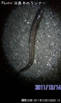 ʥ
