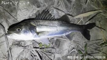 シーバス