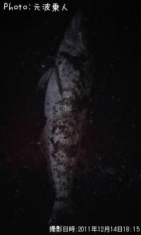 ʥ