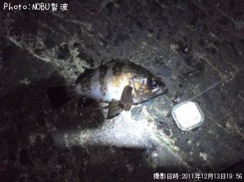 メバル
