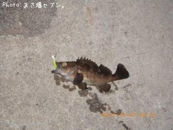 エゾメバル