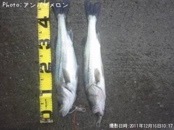 シーバス