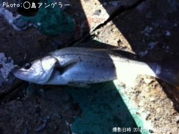 シーバス