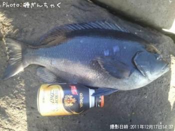 口太メジナ