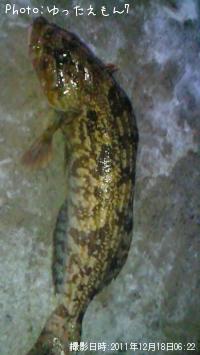 ʥ