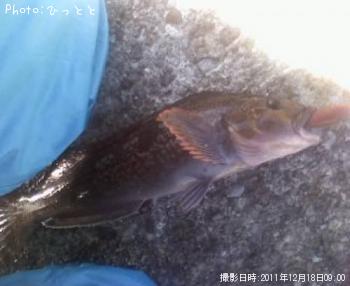 アイナメ