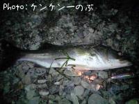スズキ