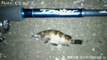 メバル