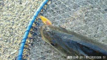 シーバス