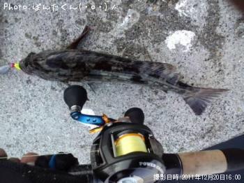アイナメ