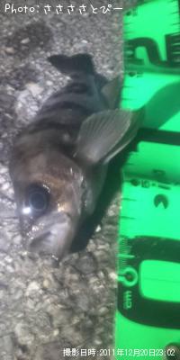 メバル