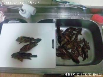ガシラ