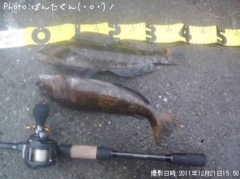 アイナメ