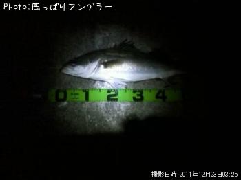 シーバス