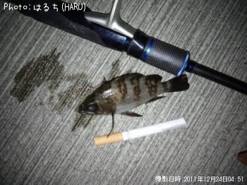メバル
