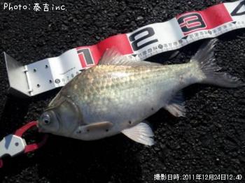 へら鮒