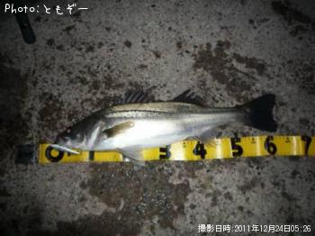 シーバス