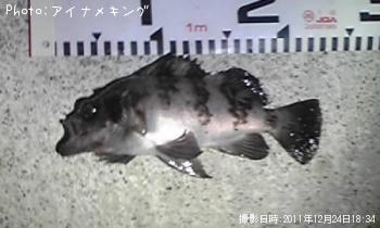 メバル君