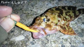 カサゴ