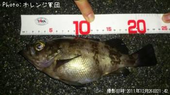 メバル