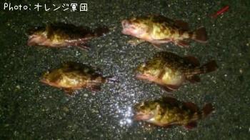 カサゴ