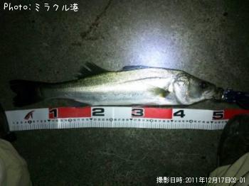 シーバス