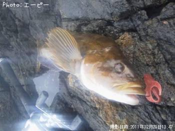 ʥ